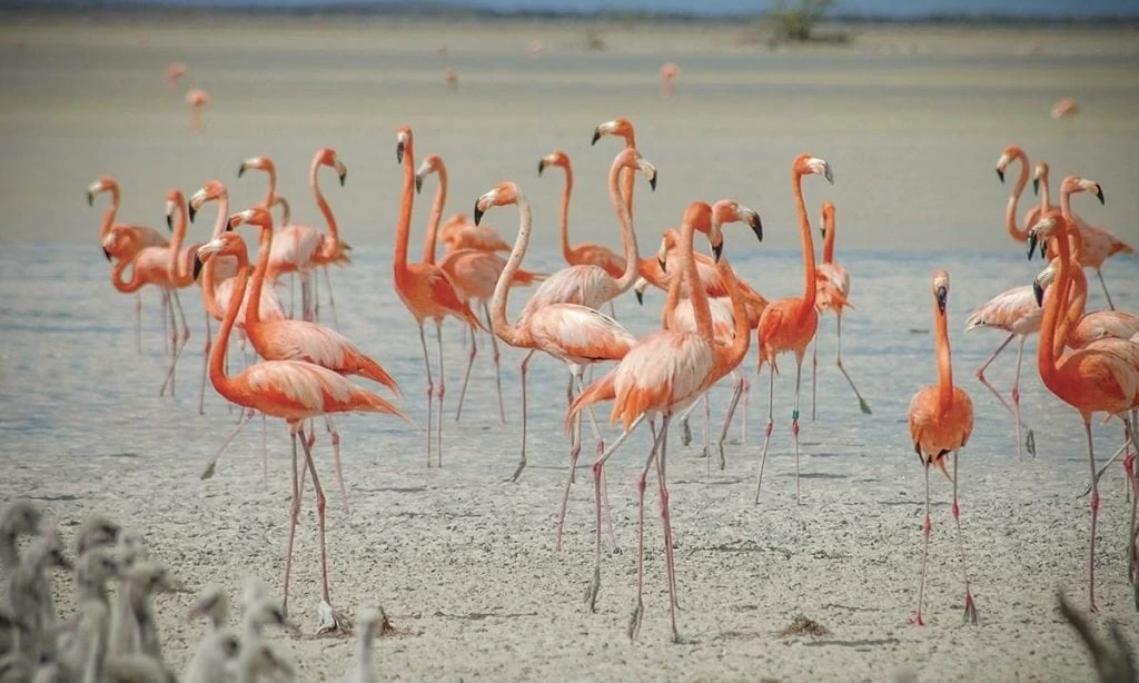 Bahamian flamingos standing in shallow water